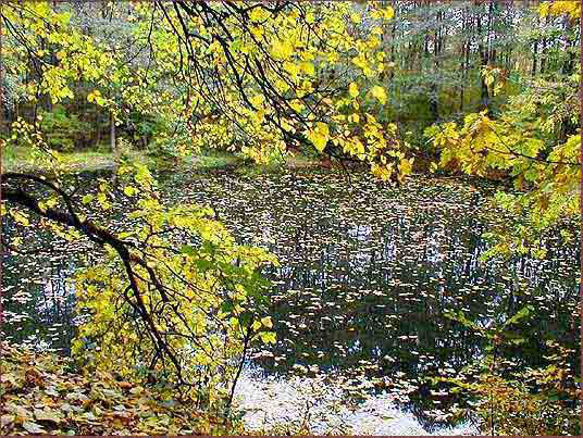 06_staw_zasypuja_liscie